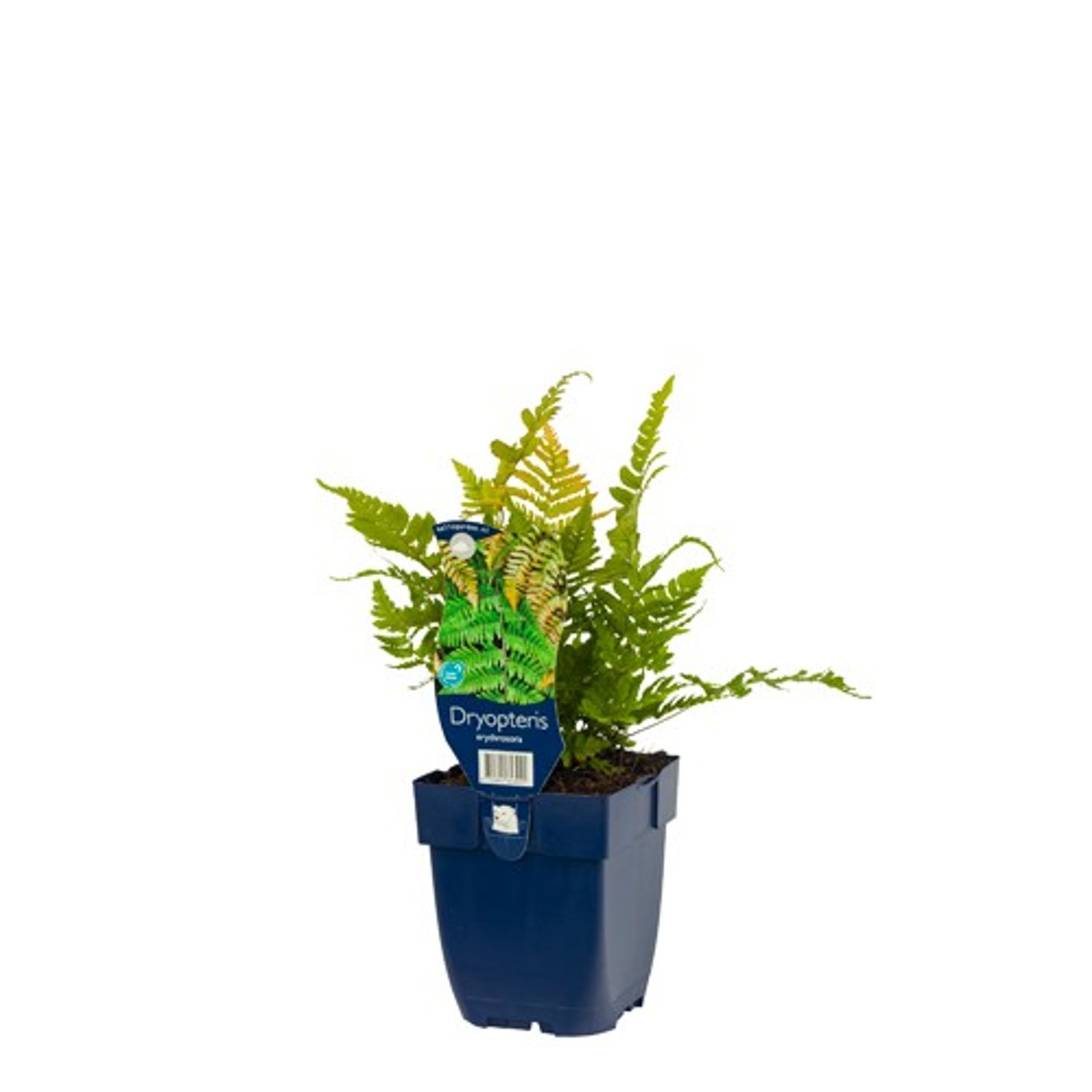 Dryopteris erythrosora - P11